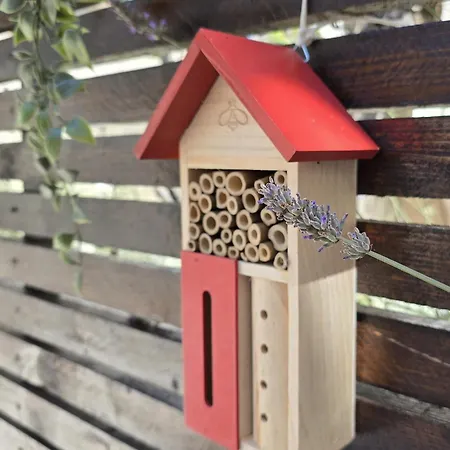 Daire Olea Premium Zadar